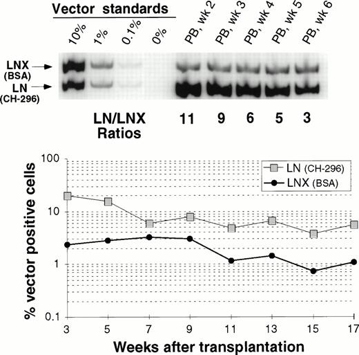 Fig. 5. Detection of vector sequences in PB from baboon M94123 transplanted with CD34-enriched marrow cells transduced by 72 hours of transduction on BSA (LNX) or on CH-296 (LN) in the presence of IL-6, SCF, FLT3L, and MGDF. (A) PCR analysis of amplified vector sequences early after transplantation. (B) Percentage of vector-positive DNA measured by phosphor image analysis after transplantation.