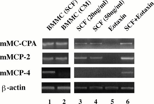 Fig. 6. Eotaxin is required for the differentiation of mast cell progenitors expressing mMCP-4. RT-PCR was used to determine the pattern of mast cell proteases (carboxypeptidase A, mMC-CPA; cellular protease-2, mMCP-2; and cellular protease 4, mMCP-4) expressed in FBL colonies after exposure to the factors indicated in the figure (see Materials and Methods for details). Lanes 1 and 2 represent BMCMC derived from BALB/c mice, in SCF alone (lane 1) or Con-A–stimulated conditioned medium as a source of IL-3 (CM; lane 2). Lanes 3 to 6 represent FBL-derived colonies (11 dpc).