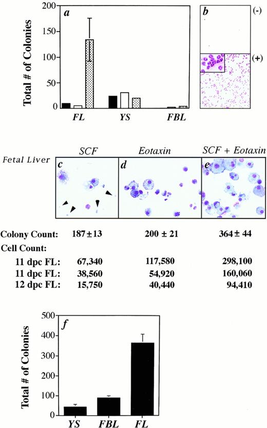 Fig. 3. Eotaxin acts synergistically with SCF to induce colony formation, but not migration. (a) The total number of colonies (myeloid and erythroid) formed from fetal cells that migrated to either media alone (black bar), eotaxin (white bar), or MS5 supernatant (patterned bar) is shown. Standard error of the mean was determined, but in some cases was too small to be seen in the graph. No colonies were produced from the FBL output population in response to media alone. (b) As a control, eotaxin induced the migration of peritoneal eosinophils from IL-5 transgenic mice. (c through e) The cytospins are of cells harvested from 11 dpc FL colonies. The arrows identify erythrocytes. The total number of colonies (from the same experiment as the cytospins) and cells induced (in three separate experiments) is shown. (f) The total number of colonies generated from 11 dpc YS, FBL, and FL cells grown with SCF plus eotaxin is plotted for one representative experiment.