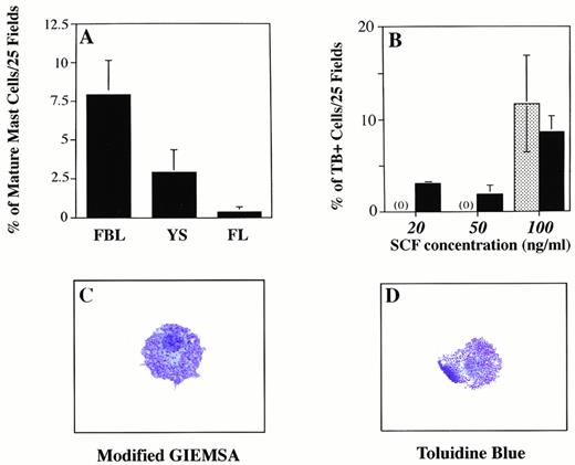 Fig. 5. Eotaxin influences mast cell differentiation in FBL. Graph A shows the percentage of more differentiated mast cells identified on cytospins stained with modified giemsa (MG), based on granular content. The percentage of heavily-granulated cells (toluidine blue (TB)+, MG+, or CAE+) was determined by counting the number of these cells (in 25 or 100 fields at 400× magnification) on cytospun preparations made by harvesting all colony progeny induced in methylcellulose. Total cell counts ranged from 84 to 964. (B) Increased numbers of TB+ mast cells are induced as the concentration of SCF increases. The patterned bar represents the percentage of TB+ cells induced with SCF alone (at 100 ng/mL). Because no TB+ cells were seen with SCF alone at 20 and 50 ng/mL, the patterned bar is prepresented by (0). The solid bar shows the percentage of TB+ cells induced with eotaxin (50 ng/mL) combined with increasing concentrations of SCF. (C and D) Mature mast cells generated after 10 days in culture with eotaxin and SCF are shown stained with TB or MG.
