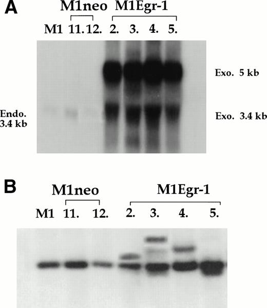 Fig. 1. Establishment of cell lines that ectopically express Egr-1. (A) Northern blot analysis of Egr-1 expression in M1, M1neo, and M1Egr-1 clones. Ten micrograms of total RNA was analyzed by Northern blots as described in Materials and Methods. (B) Southern blot analysis of genomic DNA from parental M1, M1neo, and M1Egr-1 clones. Genomic DNA (10 μg) was digested with EcoRI, resolved on a 1% agarose gel, transferred to Gene Screen Plus membranes (NEN, Boston, MA), and hybridized to a murine Egr-1 cDNA probe.