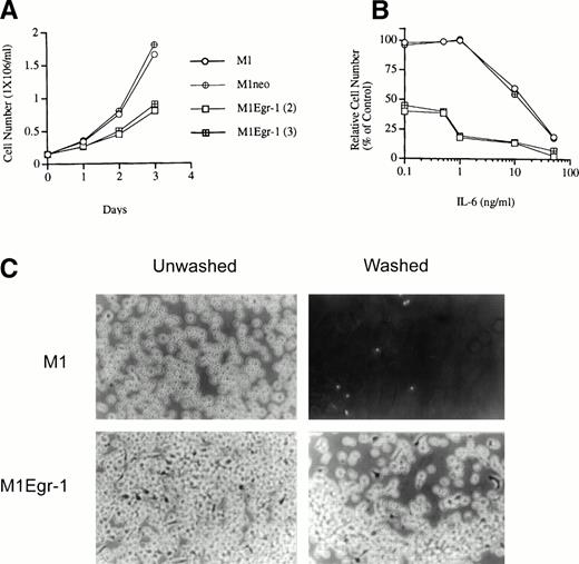 Fig. 2. Growth characteristics of M1, M1neo, and M1Egr-1 cells in mass culture. (A) Growth kinetics in culture medium in the absence of IL-6. (B) Growth kinetics in culture medium in the presence of different concentrations of IL-6. Cells were cultured in the presence of varying concentrations of IL-6 for 3 days. The results are presented as the percentage of untreated M1 cells (% control). For (A) and (B), data presented are the mean of three independent determinations, with standard deviations up to 13%. Cells were seeded as indicated in Materials and Methods and viable cell numbers were determined by trypan blue dye exclusion, with counting in a hemocytometer. All experiments were initiated with nonadherent cells. In each experiment, four M1Egr-1 clones were used; all gave similar results, and data are shown only for two. Similarly, in addition to parental M1 cells, 2 M1neo clones were used. All control cell lines gave similar results. (C) Representative photo-micrographs (original magnification × 100) of M1 and M1Egr-1 cells in mass culture. Cells were seeded as indicated in Materials and Methods and cultured in the absence of IL-6 for 4 days. Photomicrographs were taken before and after washing the plates with DMEM; thus, after washing, only the cells that remained attached to the surface of the tissue culture plate are shown.