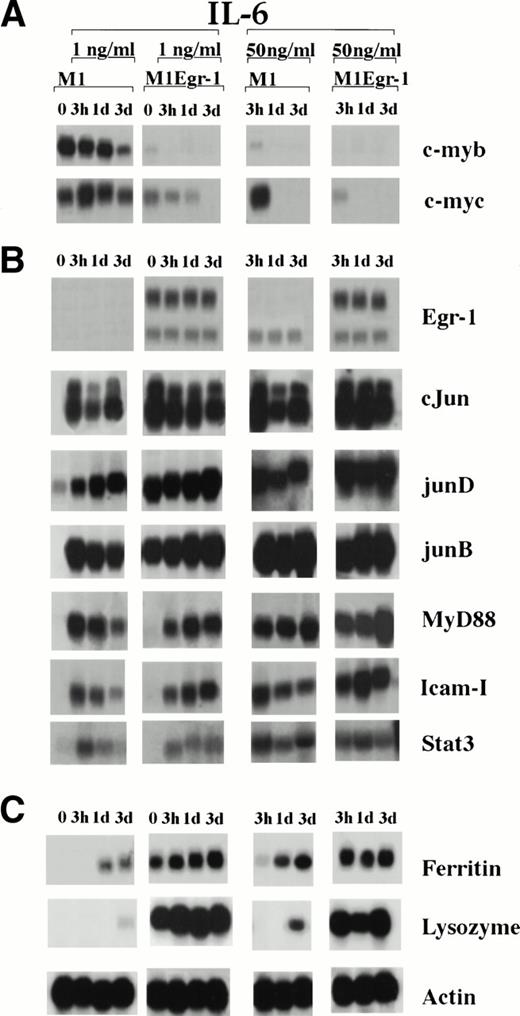 Fig. 4. Analysis of expression of the proto-oncogenes c-myb and c-myb (A), MyD genes (B), and late genetic markers (C) before and after stimulation of M1 and M1Egr-1 cells with 1 and 50 ng/mL of IL-6. RNA was extracted from the cells at the indicated times after stimulation with IL-6. The RNA was resolved on formaldehyde-agarose gels and transferred to Durolon nylon membranes for Northern blot analysis. These data were generated using two RNA blots prepared at the same time from common RNA samples. Blots were stripped and reprobed as described in Materials and Methods.