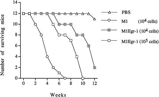 Fig. 5. Leukemogenicity of M1 and M1Egr-1 cells in nude mice. For each cell type, 12 nude mice were intravenously injected (tail vein) with 104 or 105 cells prepared in 200 μL of 1× PBS. Control animals were injected with same volume of 1× PBS. The experiment was terminated after 12 weeks. All surviving mice were asymptomatic. (▵) PBS; (○) M1 (104 cells); (⊞) M1Egr-1 (104 cells); (□) M1Egr-1 (105cells).