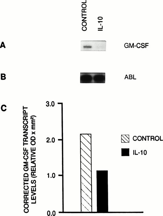Fig. 4. Semiquantitative RT-PCR analysis of GM-CSF transcript levels. (A) Autoradiogram showing incorporated radioactivity of amplification products obtained from PV PBMNCs cultured in suspension with or without IL-10 for 48 hours. (B) Autoradiogram showing ABL transcripts that served as a reference to correct for potential variations of RNA or cDNA samples. (C) Corrected GM-CSF transcript levels in cultured PV cells. Each sample was analyzed in three radioactive PCR analyses in duplicate using freshly synthesized cDNA. The quantity of 32P incorporated into PCR product was determined by densitometric scanning of the autoradiograms. Results were corrected by dividing GM-CSF values by the mean values obtained from six ABL transcripts of that cDNA. The results are shown as mean values.