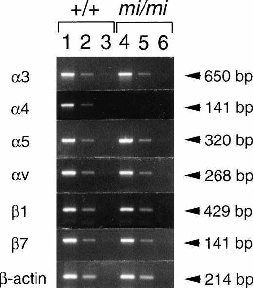 Fig. 1. Semiquantitative RT-PCR for the expression of various integrins in CMCs 4 weeks after the initiation of culture. RNAs obtained from +/+ CMCs (lanes 1 through 3) or from mi/miCMCs (lanes 4 through 6) were reverse-transcribed and PCR-amplified with 3, 4, 5, v, β1, β7, or β-actin primer. PCR products were electrophoresed in 2.0% agarose gel containing ethidium bromide. Amounts of RNA used for the reverse transcription were 5.0 μg (lanes 1 and 4), 0.5 μg (lanes 2 and 5), and 0.05 μg (lanes 3 and 6), respectively.