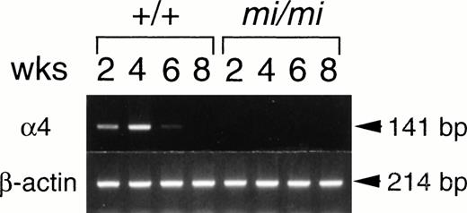 Fig. 2. Expression of integrin 4 subunit mRNA in CMCs at 2, 4, 6, and 8 weeks after initiation of the culture. RNAs (5.0 μg) obtained from +/+ or mi/mi CMCs were reverse-transcribed and PCR-amplified with 4 or β-actin primer. PCR products were electrophoresed in 2.0% agarose gel containing ethidium bromide.