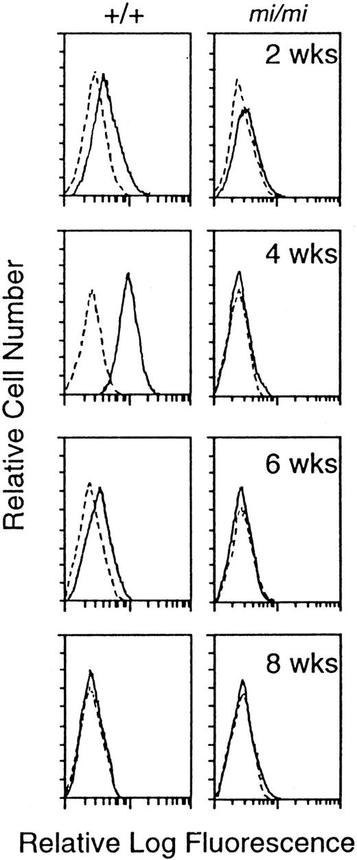 Fig. 3. Surface expression of integrin 4 subunit protein at 2, 4, 6, and 8 weeks after initiation of the culture. Cells were incubated with either rat anti-4 MoAb (solid line) or control rat IgG (dotted line).