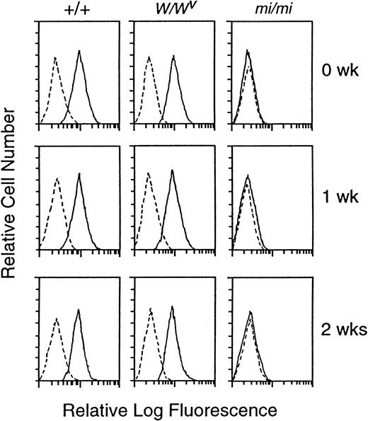 Fig. 4. Effect of the addition of rmSCF on the expression of 4 protein on the surface of +/+, mi/mi, orW/Wv CMCs. Three weeks after initiation of the culture, various CMCs were incubated with 10% PWM-SCM and 50 ng/mL rmSCF for 0, 1, or 2 weeks. The surface expression of integrin 4 subunit was examined by flow cytometry. Cells were incubated with either rat anti-4 MoAb (solid line) or control rat IgG (dotted line).