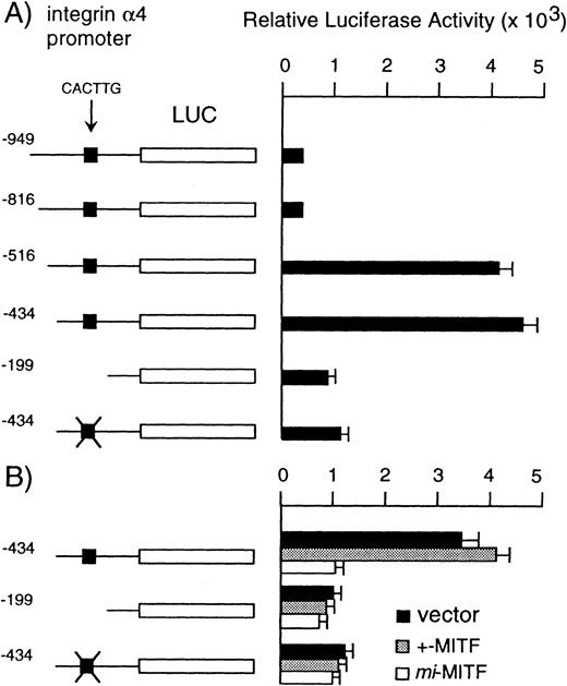 Fig. 6. (A) Luciferase activity under the control of normal, deleted, or mutated 4 promoter in IC-2 cells. (B) The effect of overexpression of +- or mi-MITF on the luciferase activity in IC-2 cells. The luciferase gene under the control of the normal, deleted, or mutated 4 promoter was cotransfected with +- ormi-MITF or with the expression vector. The data represent the mean ± SE of five experiments. In some cases, the standard error was too small to be shown by bars.