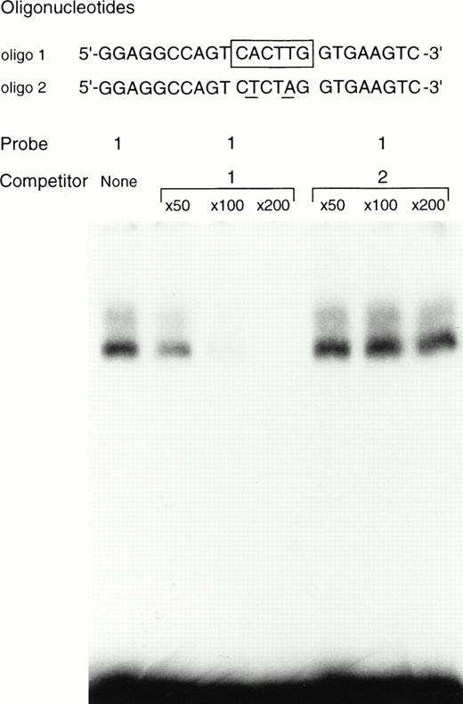 Fig. 7. EGMSA using GST-+-MITF fusion protein. The labeled 5’-GGAGGCCAGTCACTTGGTGAAGTC (oligo 1) was used as a probe (hexameric motif is shown by underlined and boxed by a solid line in the figure). The sequence of the oligonucleotide mutated in the CACTTG motif (to CTCTAG) is also shown as oligo 2. The mutated nucleotides are underlined. The excess amount of nonlabeled oligo 1 or oligo 2 was added as a competitor.