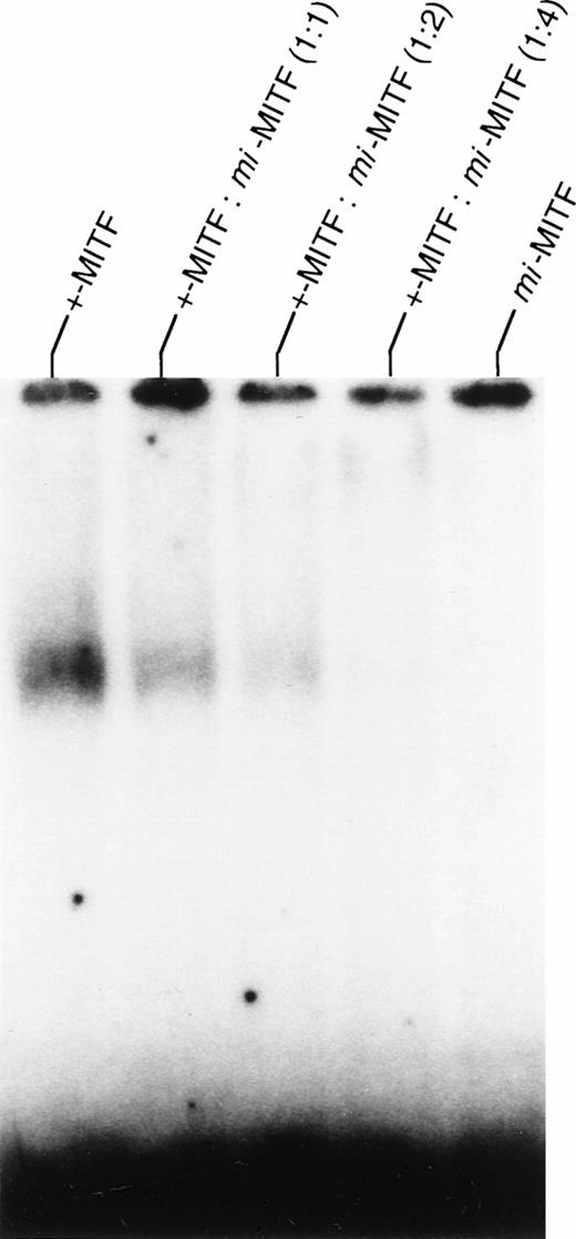Fig. 8. Effect of GST-mi-MITF on the binding of GST-+-MITF. The oligo 1 shown in Fig 7 was used as a probe. Various amounts of GST-mi-MITF were added to the GST-+-MITF, and EGMSA was performed.
