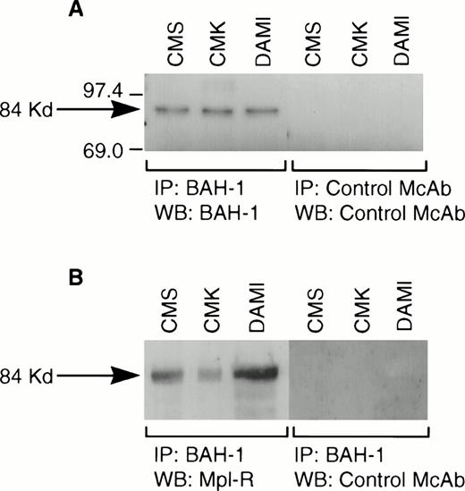Fig. 2. Immunoprecipitation of Mpl-R protein. CMK cell extracts were immunoprecipitated with BAH-1 antibodies and subjected to SDS-PAGE followed by Western blotting using control MoAb or BAH-1 antibodies (A) or Mpl-R antibodies (B) as described in the Materials and Methods section. Arrow indicates the position of the c-Mpl. The reactive proteins were detected by using the ECL system (Amersham).