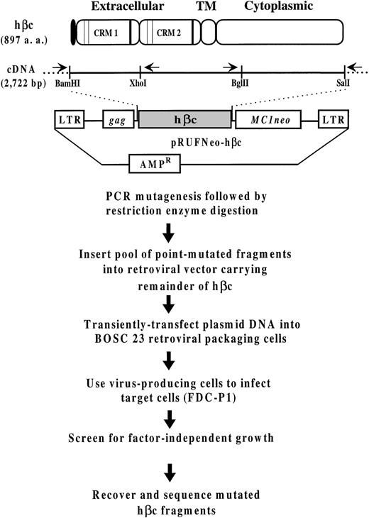 Fig. 1. Outline of the strategy used to generate and express hβc mutants. Schematic illustration of hβc showing the signal sequence (shading), the two cytokine receptor modules (CRMs72) containing the conserved cysteine residues (thin vertical lines) and the characteristic WSXWS motifs (thick vertical lines; see Bazan73 for a description of these elements), and the transmembrane and cytoplasmic domains. Also included is a schematic diagram of the pRUFNeo retroviral expression vector containing the hβc cDNA. The positions in the hβc cDNA of theBamHI, Xho I, Bgl II, and Sal I restriction sites that define the regions subjected to random mutagenesis are shown underneath. The arrows above the cDNA represent the primers used for PCR amplification/mutagenesis of the N-terminal and C-terminal hβc fragments; they lie just outside the restriction sites defining the mutagenized regions (see Materials and Methods).