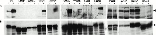 Fig. 3. Tyrosine phosphorylation of constitutive hβc mutants in factor-independent FDC-P1 cells. FDC-P1 cells coexpressing hGMR and the indicated β subunits were incubated without (−) or with (+) 50 ng/mL hGM-CSF for 10 minutes. Whole cell lysates were immunoprecipitated with an anti-hβc antibody and immunoblotted using (A) an antiphosphotyrosine antibody and (B) an anti-hβc antibody. The position of hβc in each panel is indicated by an arrow.