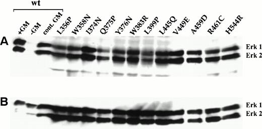 Fig. 4. Constitutive tyrosine phosphorylation of ERK1/2 MAP kinases in factor-independent FDC-P1 cells expressing constitutive hβc mutants. Whole cell lysates from factor-independent FDC-P1 cells were analyzed by immunoblotting using (A) an anti-phospho-ERK1/2 antibody and (B) an anti-ERK1/2 antibody. Also shown are analyses of FDC-P1 cells expressing wild-type hGMR that were either starved of growth factor overnight and incubated with (lane 1) or without (lane 2) 50 ng/mL hGM-CSF for 10 minutes or continuously cultured in 1 ng/mL hGM-CSF (lane 3).