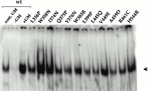 Fig. 5. Constitutive STAT activation in factor-independent FDC-P1 cells expressing constitutive hβc mutants. Nuclear extracts prepared from factor-independent FDC-P1 cells expressing the indicated hβc mutants were subjected to EMSA using a β-casein promoter oligonucleotide probe. Also shown are FDC-P1 cells expressing wild-type hGMR that were either continuously cultured in 1 ng/mL hGM-CSF (lane 1) or starved of growth factor overnight and incubated without (lane 2) or with (lane 3) 50 ng/mL hGM-CSF for 10 minutes. The DNA-binding complexes are marked by an arrow.