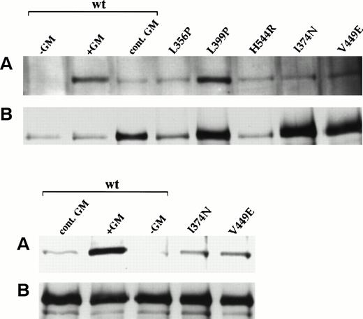 Fig. 6. Activation of JAK2 by wild-type and constitutively active hβc mutants. Lysates from FDC-P1 cells expressing wild-type hβc plus hGMR or the indicated constitutive mutants were subject to immunoprecipitation with anti-JAK2 antibodies followed by immununoblotting with (A) antiphosphotyrosine or (B) anti-JAK2 antibodies. Cells expressing wild-type hβc plus hGMR were either factor-deprived (−GM), restimulated for 10 minutes (+GM), or grown continuously in hGM-CSF (cont. GM). Because the loading of JAK2 for the I374N and V449E mutants was higher than that for the other samples in the upper panels, a second experiment showing these two mutants (plus wild-type controls) is shown in the lower panels.