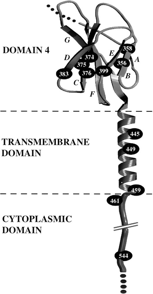 Fig. 8. Location of constitutive mutations in the extracellular domain 4, transmembrane domain, and cytoplasmic domain of hβc. Determination of a molecular model of domain 4 of hβc has been described previously.28 The transmembrane sequence of hβc was joined manually and an Indigo2 computer (Silicon Graphics, Mountain View, CA) was used to run the molecular modelling programs Insight II and Discover (Molecular Simulations Inc, San Diego, CA). Manual and automated methods were used to select an appropriate -helical conformation for the transmembrane region, and the model was evaluated for stereochemical parameters. The model of the hβc domain 4 and transmembrane domain is presented in cartoon form, using Molscript74 and Raster3D.75 β-strands are indicated by arrowed ribbons and italicized letters. The cytoplasmic domain is depicted in an arbitrary conformation and is shown only to illustrate the location of cytoplasmic mutations. -Carbon atoms of residues targetted for constitutive mutations are represented by CPK spheres.