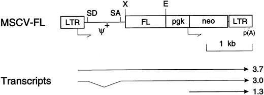 Fig. 1. Structure of the MSCV-FL retroviral vector. The FL cDNA is translated from retroviral LTR-directed 3.7-kb (full-length vector RNA) and 3.0-kb (spliced) transcripts that also contain neosequences. The 3.0-kb spliced FL mRNA is normally present as a minor species. The neo gene is transcribed from the murinepgk promoter as a 1.3-kb mRNA; p(A) indicates the polyadenylation site for all transcripts. Other abbreviations: SD, splice donor; SA, splice acceptor; ψ+, extended packaging region. Shown are the cleavage sites for the EcoRI (E) and Xho I (X) restriction endonucleases.