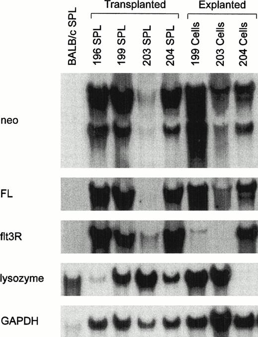 Fig. 5. Expression of flt3R-specific mRNA by MSCV-FL leukemic cells. Northern blot analysis of total cellular RNA (10 μg) prepared from leukemic spleens (SPL) of secondary MSCV-FL recipients 196, 199, 203, and 204 or from corresponding liquid cultures of leukemic cells maintained in the presence of KL, IL-3, and IL-7 plus G418 for 2 to 3 weeks. The blot was sequentially hybridized with probes specific forneo (3.7, 3.0, and 1.3 kb), FL (3.7 and 3.0 kb), flt3R (3.2 kb), and lysozyme (1.7 kb) transcripts. The relative amounts of RNA loaded are indicated by hybridization to a probe specific for glyceraldehyde-3-phosphate dehydrogenase (GAPDH) sequences (1.4 kb). BALB/c SPL, negative control. Sizes were determined by comparison to 28S and 18S rRNAs (4.5 and 1.8 kb, respectively).