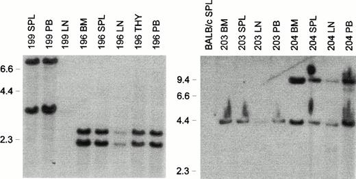 Fig. 8. Clonality of leukemias that developed in MSCV-FL mice. Southern blot analysis of EcoRI-digested genomic DNA (10 μg) from hematopoietic tissues of affected primary MSCV-FL recipients 196, 199, 203, and 204 with a neo probe. Abbreviations: BM, bone marrow; LN, lymph node; PB, peripheral blood mononuclear cells; SPL, spleen; THY, thymus. BALB/c SPL, negative control. The sizes (in kilobases) ofHindIII-digested λ phage DNA are indicated on the left of each panel.