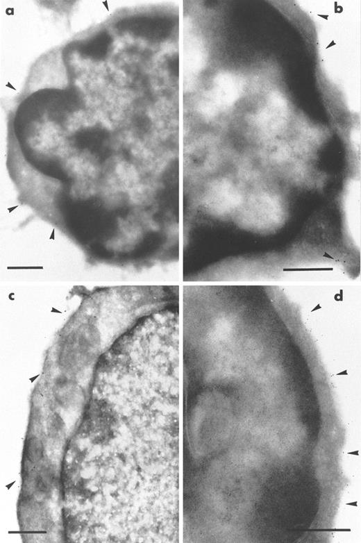 Fig. 2. Immunogold labeling of ultrathin sections of cells remaining in the depleted bone marrow of the transgenic MIIb-tk mice after GCV treatment. Labeling was performed using rat MoAb to murine markers and bound IgG were shown by goat IgG coupled to gold particles. (a) A typical small Sca-1+ cell (4 to 7 μm diameter) with a high nucleus/cytoplasm ratio. Sca-1 labeling (arrowheads) is visible on the plasma membrane of the cell. (b) A CD34+cell labeled on the plasma membrane (arrowheads) also presents the morphological features of an immature cell. (c and d) Double-labeling for Sca-1 and CD45R. Sections were first incubated with MoAb directed against Sca-1 whose binding was shown by goat antibody to rat IgG coupled to 10-nm gold particles. After rapid fixation, sections were then incubated with MoAb directed against CD45R whose binding was shown by goat antibody to rat IgG coupled to 5-nm gold particles. An example of a Sca-1+ CD45R− cell is illustrated in (c). Only 10-nm gold particles (arrowheads) showing the presence of the Sca-1 antigen are present on the plasma membrane of this cell. In (d) is shown an example of a Sca-1− CD45+ cell present in the same preparation. The labeling is intense for CD45R and numerous 5-nm gold particles (arrowheads) are exclusively found associated with the plasma membrane of this cell. Bars = 0.5 μm.