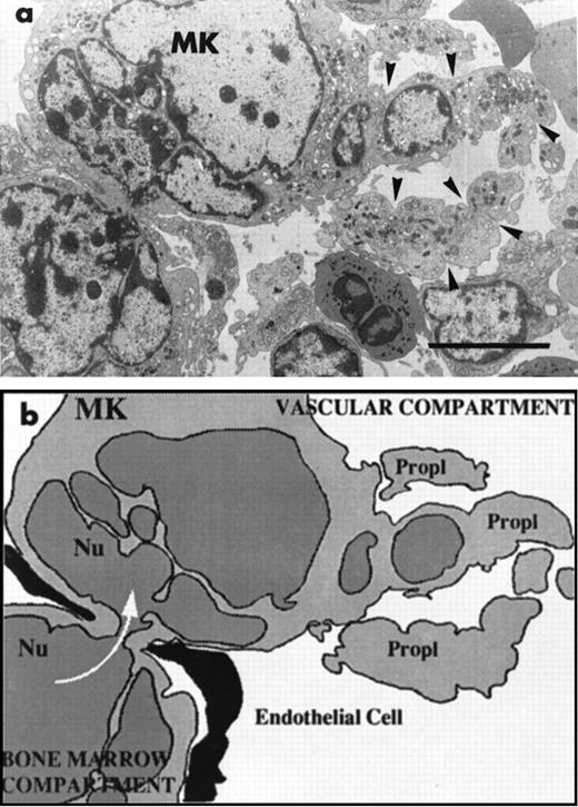 Fig. 6. After 8 days of recovery, the bone marrow was enriched in mature MK that were sometimes to be seen crossing through the endothelial barrier. (a) This MK has a highly deformed shape with half of the nucleus and cytoplasm inside the bone marrow and the other part in the vascular sinus delimited by endothelial cells. There is a zone of strangulation due to the small aperture of the endothelial barrier. In the vascular compartment, the cytoplasm is fragmented into proplatelet fragments on which constrictions (arrowheads) seem to delineate the platelet territories. (b) The cartoon schematizes the high capacity for shape deformation of the MK crossing through a very small aperture of the endothelial barrier. Bars = 5 μm.