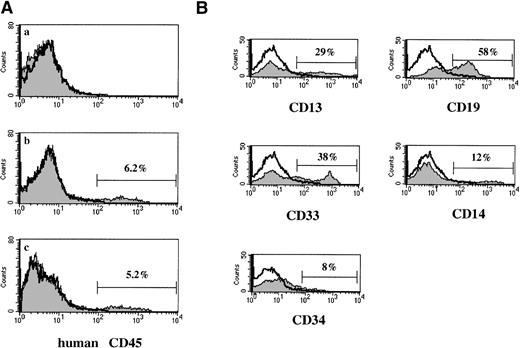 Fig. 2. (A) Expression of human CD45 antigen on BMC collected from NOD/SCID mice untransplanted (a) and transplanted with inoculated 1 × 106 CB MNC (b) and those cocltured with AGM-S3 for 4 weeks (c). (B) Specific subsets of human hematopoietic cells in BMC of the NOD/SCID mouse transplanted with cocultured human CB MNC quantified by gating on human CD45-PECy5-positive cells and then assessing staining with antihuman CD13- PE, CD33-PE, CD14-PE, CD19-PE, and CD34-FITC. BMC of the recipient mouse were collected 5 weeks after transplantation.