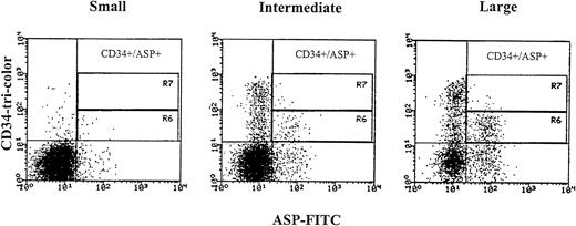 Fig. 6. ASP expression in CD34 positive cells obtained from MPB samples gated according to cell size into small, intermediate, and large. Region R6 identifies weak CD34 positive cells expressing the ASP-protein, and region R7 identifies strong CD34 positive cells expressing the ASP-protein. Three-color immunofluorescence staining was performed. After staining of membrane antigens with anti-CD34-tri-color and anti-CD38-PE antibodies, cells were permeabilized with Ortho Permeafix, stained with anti-ASP-FITC, and analyzed on the FACScan.