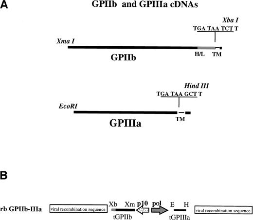 Fig. 1. Preparation of recombinant baculovirus transfer vectors for infection of SF9 cells. (A) Restriction sites and stop codons used to truncate IIb/β3 are shown. H/L denotes IIb heavy-light chain junction; TM indicates transmembrane domains. (B) Truncated IIb/β3 cDNAs were inserted into baculovirus transfer vector p2Bac under control of the baculovirus p10 and polyhedron (Pol) promoters, respectively, as shown. Indicated restriction enzyme sites are E (EcoRI), H (HindIII), Xm (Xma I), and Xb (Xba I).