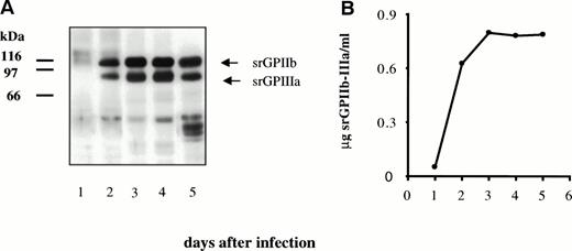 Fig. 2. Secretion of srGPIIb-IIIa by transfected SF9 insect cells. (A) Western blot analysis of secreted proteins on days 1 through 5 using a mixture of MBC 132.1 (anti-GPIIb) and rabbit anti-GPIIIa for detection. (B) Levels of srGPIIb-IIIa recovered in culture supernatants on days 1 through 5 after transfection.