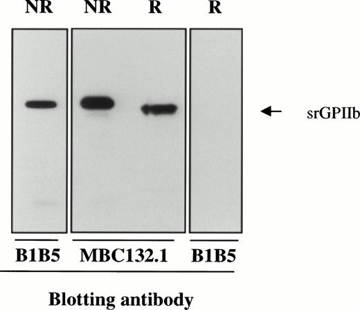 Fig. 4. Immunoblots of srGPIIb with B1B5 (anti-GPIIb L chain) and MBC 132.1 (anti-GPIIb H chain). After reduction (R), the apparent MW of srGPIIb decreased by about 6 kD and binding of B1B5 was lost because of dissociation of GPIIb L chain.