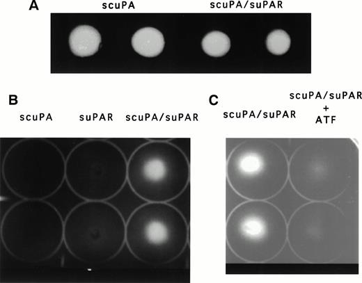 Fig. 1. Effect of suPAR on scuPA-mediated clot lysis: zymography. (A) Lysis of clots prepared from purified bovine fibrinogen. Clots were prepared by adding thrombin (0.2 NIH U/mL final concentration) to bovine fibrinogen (3 mg/mL) in PBS for 60 minutes at room temperature. scuPA (10 pmol in 10 μL PBS or equimolar concentrations of suPAR and scuPA were added for 2 hours at 37°C and the size of each lytic area was measured. The lytic areas generated by scuPA were 1.60 and 1.63 cm2, respectively; the corresponding areas for scuPA/suPAR were 1.19 and 1.05 cm2, respectively. In this and in each panel below, the experiment shown is representative of three so performed. (B) Lysis of clots prepared from human plasma. Clots were prepared by adding thrombin (0.4 NIH U/mL final concentration) to citrated human plasma for 60 minutes at room temperature. scuPA, scuPA/suPAR or suPAR (10 pmol in 10 μL) were added for 2 hours at 37°C. The size of the lytic areas generated by scuPA/suPAR were 0.94 and 0.90 cm2. Effect of ATF on suPAR/scuPA-induced lysis of plasma clots. (C) scuPA/suPAR (10 pmol in 10 μL PBS) was added to the plasma clots for 2 hours at 37°C in the absence or presence of 500 pmol ATF.