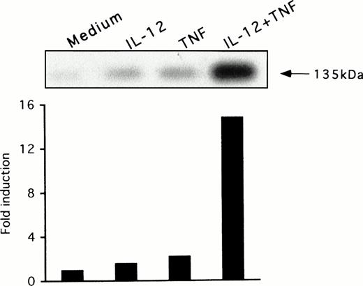 Fig. 4. Western blot analysis of iNOS expression in NK cells. NK cells were treated with the indicated cytokines for 24 hours, lysed, and analyzed by Western blot with a polyclonal rabbit antirat iNOS that cross-reacts with human iNOS, as described in Materials and Methods. The fold induction over the basal activity was quantitated with video densitometry.
