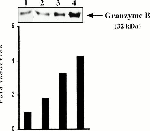 Fig. 8. Effect of AMG on granzyme B protein in NK cells. NK cells were cultured in RPMI complete medium during 12 hours in the absence (lane 1) or presence of AMG (lane 2) or with IL-12 + TNF (lane 3) and IL-12 + TNF + AMG (lane 4); the cells were then lysed. The cell lysate was analyzed by Western blot with an anti-granzyme B antibody, as described in Materials and Methods. Blot was quantitated by video densitometry and fold induction over the basal activity was indicated. Similar results were obtained in two other experiments.