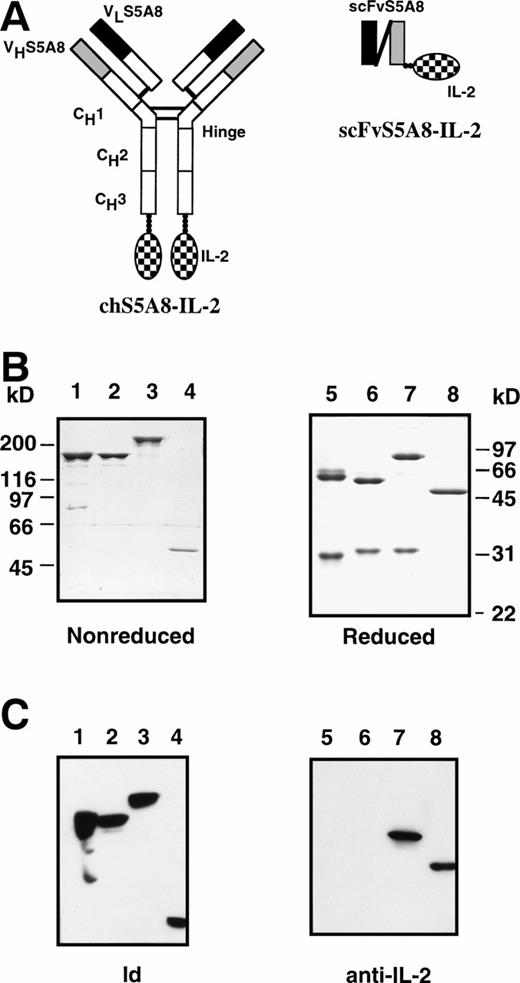 Fig. 1. Schematic diagram of the chimeric and scFv anti-Id–IL-2 fusion proteins. Solid and shaded areas represent light-chain and heavy-chain variable regions from an anti-Id mAb, S5A8. Open areas represent human γ1 and κ constant regions. Checkered regions represent the mature IL-2 sequence. (B) SDS-PAGE of S5A8 (lanes 1 and 5), chS5A8 (lanes 2 and 6), chS5A8–IL-2 (lanes 3 and 7), and scFvS5A8–IL-2 (lanes 4 and 8) under nonreducing (lanes 1 through 4) or reducing (lanes 5 through 8) conditions. The MW is determined by marker proteins. (C) Immunoblot analysis of the various anti-Id Abs. S5A8 (lanes 1 and 5), chS5A8 (lanes 2 and 6), chS5A8–IL-2 (lanes 3 and 7), and scFvS5A8–IL-2 (lanes 4 and 8) under nonreducing (lanes 1 through 4) or reducing (lanes 5 through 8) conditions were subjected to SDS-PAGE followed by electroblotting to nitrocellulose. Nitrocellulose strips were reacted with 38C13 Id (lanes 1 through 4) or rat antimouse IL-2 (lanes 5 through 8) and detected with horseradish peroxidase-conjugated second-step reagents.