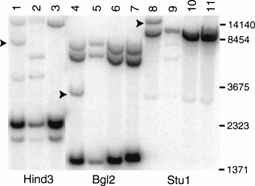 Fig. 2. Southern blot analysis of LEUK1 and normal control DNA probed with a MOZ cDNA probe. High molecular weight DNA was digested to completion with Hind 3, Bgl 2, or Stu 1; size-fractionated; blotted; and hybridized to a probe that extends from bp 2549 to 3663 in the MOZ cDNA. The blot was washed in 0.1× SSC at 65°C for 30 minutes. Lanes 1, 4, and 8 contain DNA from LEUK1 cells; lanes 2, 5, and 9 contain DNA from normal volunteer no. 1; lanes 3, 6, and 10 contain DNA from normal volunteer no. 2; and lanes 7 and 11 contain DNA from normal volunteer no. 3. The arrows indicate the positions of the rearranged restriction fragments in LEUK1 DNA. Normal volunteer no. 1 has restriction fragment length polymorphisms after Hind 3 and Stu 1 digestion (lanes 2 and 9).