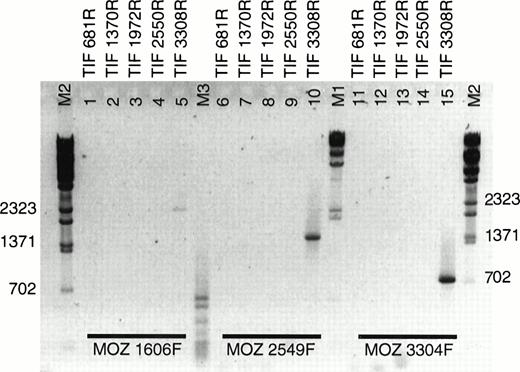 Fig. 3. RT-PCR of LEUK1 RNA with MOZ and TIF2primers. cDNA from EBV-LEUK1 was amplified by PCR, and products were subjected to electrophoresis in 2% agarose gels in 1× TAE. Three sense primers from MOZ were paired with 5 antisense primers from TIF2. Specific PCR products were produced when eachMOZ primer was combined with TIF 3308R (lanes 5, 10, and 15). The M2 indicates λ-BstE 2 DNA size markers.