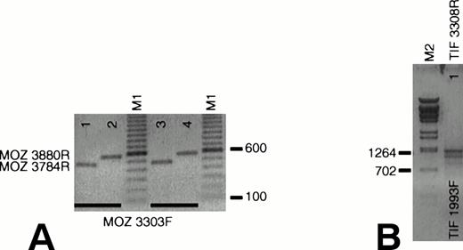 Fig. 4. Expression of wild-type MOZ and TIF2. (A) RNA from EBV-LEUK1 and normal peripheral blood mononuclear cells was analyzed by RT-PCR. A PCR product containing the MOZ breakpoint was amplified when MOZ 3303F was paired with either MOZ 3784R (lanes 1 and 3) or MOZ 3880R (lanes 2 and 4). (B) TIF2 primers that flank the TIF2 breakpoint amplify products of 1,315 and 1,105 bp from EBV-LEUK1 cDNA, corresponding to the alternatively spliced forms of TIF2 cDNA. M1 and M2 indicate 100-bp marker ladders and λ-BstE 2 DNA size markers, respectively.
