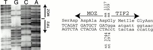 Fig. 5. DNA sequence across the breakpoint. An RT-PCR product from EBV-LEUK1 RNA that extends from MOZ 2549F to TIF2 4939R was subcloned. (A) The subcloned DNA was sequenced with primer TIF2 3308R. The arrow indicates the breakpoint between MOZ and TIF2at nucleotides 2974 and 3744, respectively. (B) The DNA sequence around the breakpoint and the predicted amino acid sequence is presented.
