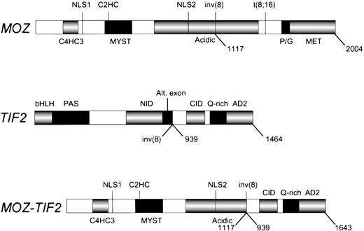 Fig. 6. The MOZ, TIF2, and MOZ-TIF2fusion proteins. The protein domains of MOZ, TIF2, and the MOZ-TIF2 fusion are presented. C4HC3, zinc finger domain associated with chromatin binding; C2HC, zinc finger domain associated with HAT activity; HAT, histone acetyltransferase; NLS, nuclear localization signals; MYST, MOZ, YBF2, SAS2, and Tip60 homology region; inv(8), breakpoint in acute mixed lineage leukemia; Acidic, acidic domain; t(8;16), breakpoint in AML with erythrophagocytosis; P/G, proline/glutamine-rich region; MET, methionine-rich region; bHLH, basic helix-loop-helix region; PAS,Per/ARNT/Sim homology region; Alt.exon, alternatively spliced exon (AA 869 to 938); AD2, activation domain-2; CID, CBPinteraction domain (contains activation domain-1); NID, nuclear hormone receptor interaction domain; Q-rich, glutamine-rich region. The numbers below each schematic correspond to amino acids.