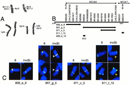 Fig. 1. EBV-LEUK1 cytogenetics and FISH analyses. (A) A partial karyotype of G-banded chromosomes 1, 8, and 10 from EBV-LEUK1 cells. The arrows indicate regions of chromosomal fusion. (B) Map of the YACs versus genetic markers from singly linked contigs WC-8.6 and WC-8.7. The relative size of the YACs and the spacing of the markers are not drawn to scale and are not precisely known. (C) Examples of FISH performed on EBV-LEUK1 cells with YAC probes from the human CEPH library. YACs 806_e_9, 857_g_5, and 971_c_5 appear yellow-green. The chromosome 8 centromeric probe appears red. YAC 911_f_10 and the 8q24 probe (MYC) appear red and yellow, respectively. DAPI-stained chromosomes are blue. White arrows highlight the split signal obtained with YAC 857_g_5, and yellow arrows highlight the lack of binding to 911_f_10.