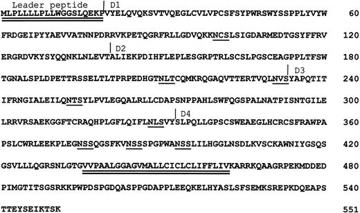 Fig. 1. Predicted amino acid sequence of siglec-5. The leader peptide and transmembrane region are double-underlined. Potential N-linked glycosylation sites are single-underlined. The likely Ig domain boundaries are indicated.