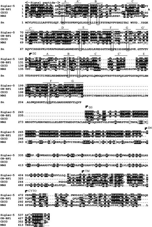 Fig. 2. Alignment of siglec-5, OB-BP1, human CD33, human MAG and the first two domains of mouse sialoadhesin. Sialoadhesin is included as a reference for amino acids that are important in sialic acid binding.10 Alignment was performed with the ClustalW multiple sequence alignment program, version 1.7 and optimized by eye. Residues that are identical in at least half the proteins are boxed in black, similar residues are in grey. Open boxes group the characteristic cysteine residues of siglec proteins and the residues that are important for interaction with sialic acid.10 The positions of the βstrands in domains 1 and 2 are indicated. The beginning of the transmembrane (TM) and cytoplasmic (CYTO) regions are indicated. Genbank accession numbers of OB-BP1, CD33, MAG, and sialoadhesin are U71382, M23197,M29273, and Z36293, respectively.