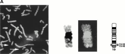 Fig. 3. Localization and expression of the siglec-5 gene. (A) chromosomal mapping by FISH: Human male metaphase chromosome spreads were hybridized with a 2-kb digoxygenin 11-dUTP-labeled HMQCD14 cDNA insert and the individual chromosomes were counterstained with DAPI. Digital images containing both DAPI bands and gene signal detected with anti-digoxygenin-tagged rhodamine are shown. The position of the siglec-5 gene on chromosome 19 is also shown schematically. (B) Northern blot analysis of siglec-5 mRNA in human tissues. Each lane of the Multiple Tissue Northern (MTN) Blot (Clontech) contains approximately 2 μg of poly A plus RNA from the tissues indicated and is normalized for levels of β-actin mRNA. Two major forms of siglec-5 mRNA are seen at approximately 2.4 and 3.4 kb. The hybridization pattern among the different tissue samples is consistent with expression of the siglec-5 gene being restricted to myelomonocytic cells.