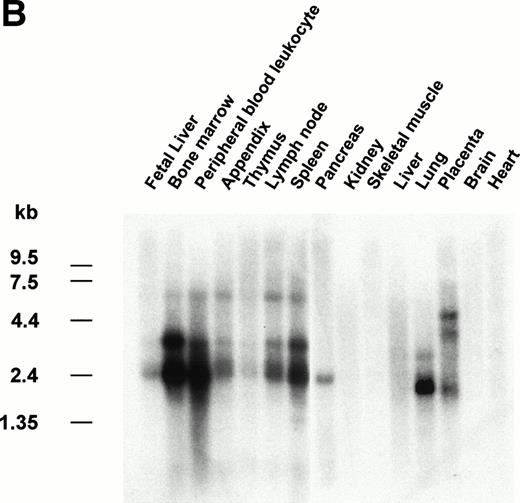 Fig. 3. Localization and expression of the siglec-5 gene. (A) chromosomal mapping by FISH: Human male metaphase chromosome spreads were hybridized with a 2-kb digoxygenin 11-dUTP-labeled HMQCD14 cDNA insert and the individual chromosomes were counterstained with DAPI. Digital images containing both DAPI bands and gene signal detected with anti-digoxygenin-tagged rhodamine are shown. The position of the siglec-5 gene on chromosome 19 is also shown schematically. (B) Northern blot analysis of siglec-5 mRNA in human tissues. Each lane of the Multiple Tissue Northern (MTN) Blot (Clontech) contains approximately 2 μg of poly A plus RNA from the tissues indicated and is normalized for levels of β-actin mRNA. Two major forms of siglec-5 mRNA are seen at approximately 2.4 and 3.4 kb. The hybridization pattern among the different tissue samples is consistent with expression of the siglec-5 gene being restricted to myelomonocytic cells.