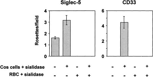 Fig. 4. Binding of human RBCs to COS cells transfected with siglec-5 or CD33 cDNAs. Three days after transfection, COS cells were treated with sialidase or left untreated. Human RBCs, untreated or sialidase-treated, were added and allowed to bind for 30 minutes. After washing, cells were fixed and the number of rosettes (binding >2 RBCs) was determined by microscopy from counts of 20 fields in each well. Results show mean ± range of counts from duplicate wells and are representative of three experiments performed.