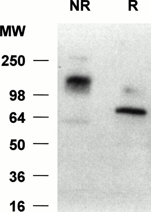 Fig. 7. Western blot analyses of neutrophil lysates with anti–siglec-5 antiserum. Samples, either reduced (R) or nonreduced (NR), were separated on a 10% polyacrylamide gel and transferred to nitrocellulose. The blot was incubated with anti–siglec-5 antiserum at 1:2,000 dilution or preimmune serum at 1:1,000 dilution, washed, and incubated with 125I-antirabbit IgG. No signal was observed with preimmune serum (not shown) but a predominant band at approximately 70 kD and approximately 140 kD can be seen under reducing and nonreducing conditions, respectively.