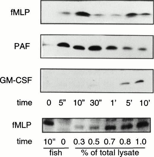 Fig. 1. Rap1 activation in neutrophils. Neutrophils were stimulated with either 1 μmol/L fMLP, 1 μmol/L PAF, or 0.1 nmol/L GM-CSF for indicated time points. Cells were lysed and Rap1 GTP was isolated using His-Ral-GDS RBD. Rap1 was detected by Western blot analysis using a monoclonal antibody against Rap1. The amount of Rap1 GTP isolated after 10 seconds of fMLP stimulation and unstimulated neutrophils was compared with the amount of total Rap1 (Rap1GDP and GTP) present in various amounts (%) of total lysate. The experiments were repeated at least three times with similar results.